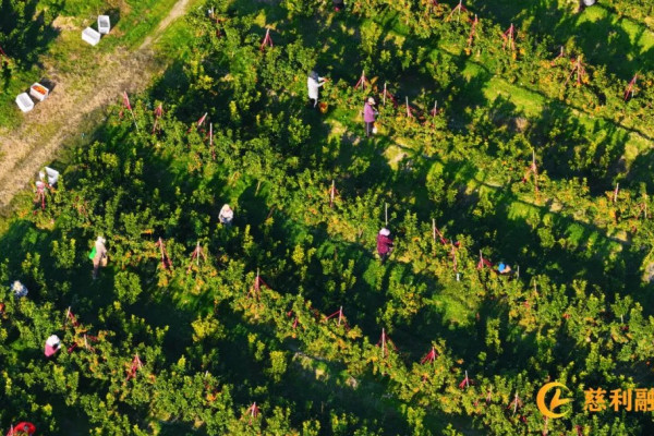 慈利县8200亩金秋砂糖橘迎来采摘季