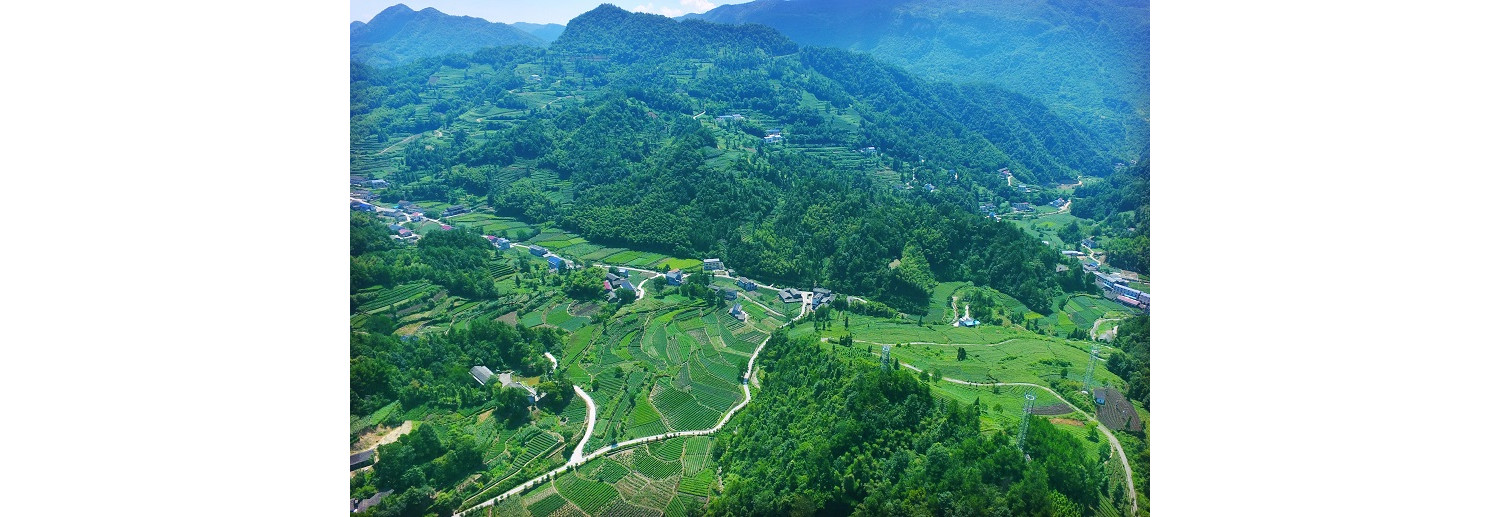 慈利：挖掘茶马古道文化，打造知名茶叶品牌