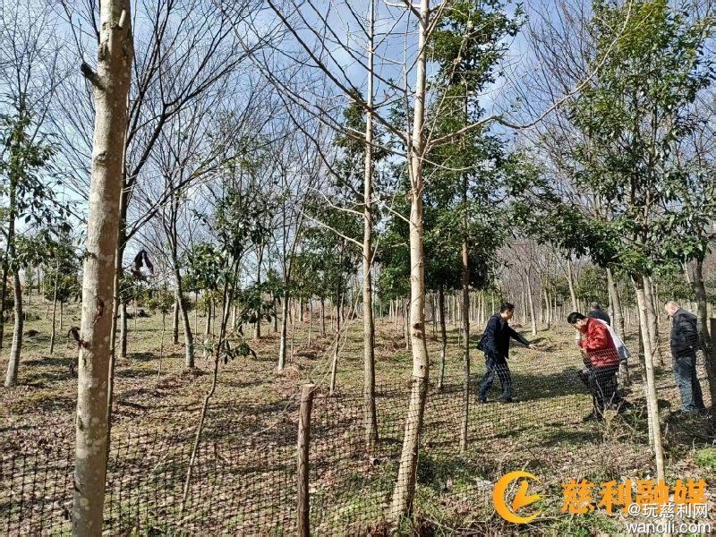 省林业局调研江垭国有林场林下经济发展