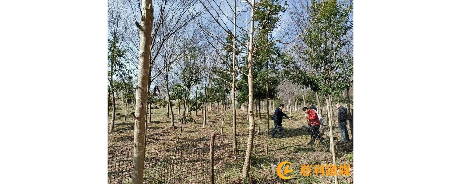 省林业局调研江垭国有林场林下经济发展