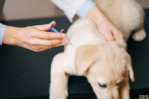 慈利县全面推进犬只强制免疫工作