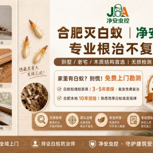 2026年合肥白蚁防治：净安虫控，预防+灭治一站式护航