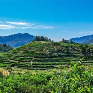 2026年凤凰单丛茶怎么买？从山场、树龄、香型到炭焙工艺，教你选对凤凰单丛 ...